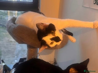 American Shorthair cats - Advert 6