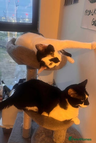 American Shorthair cats - Advert 1