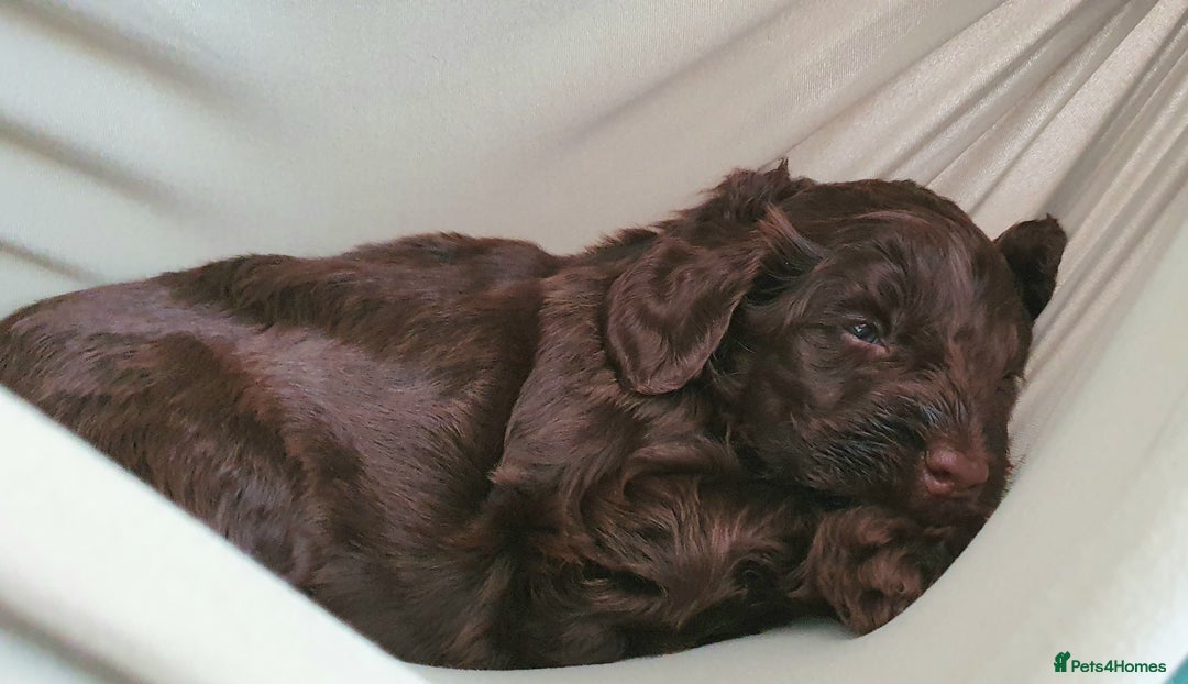 Australian Labradoodle dogs for sale: Health-tested Australian Labradoodle puppies - Image 18