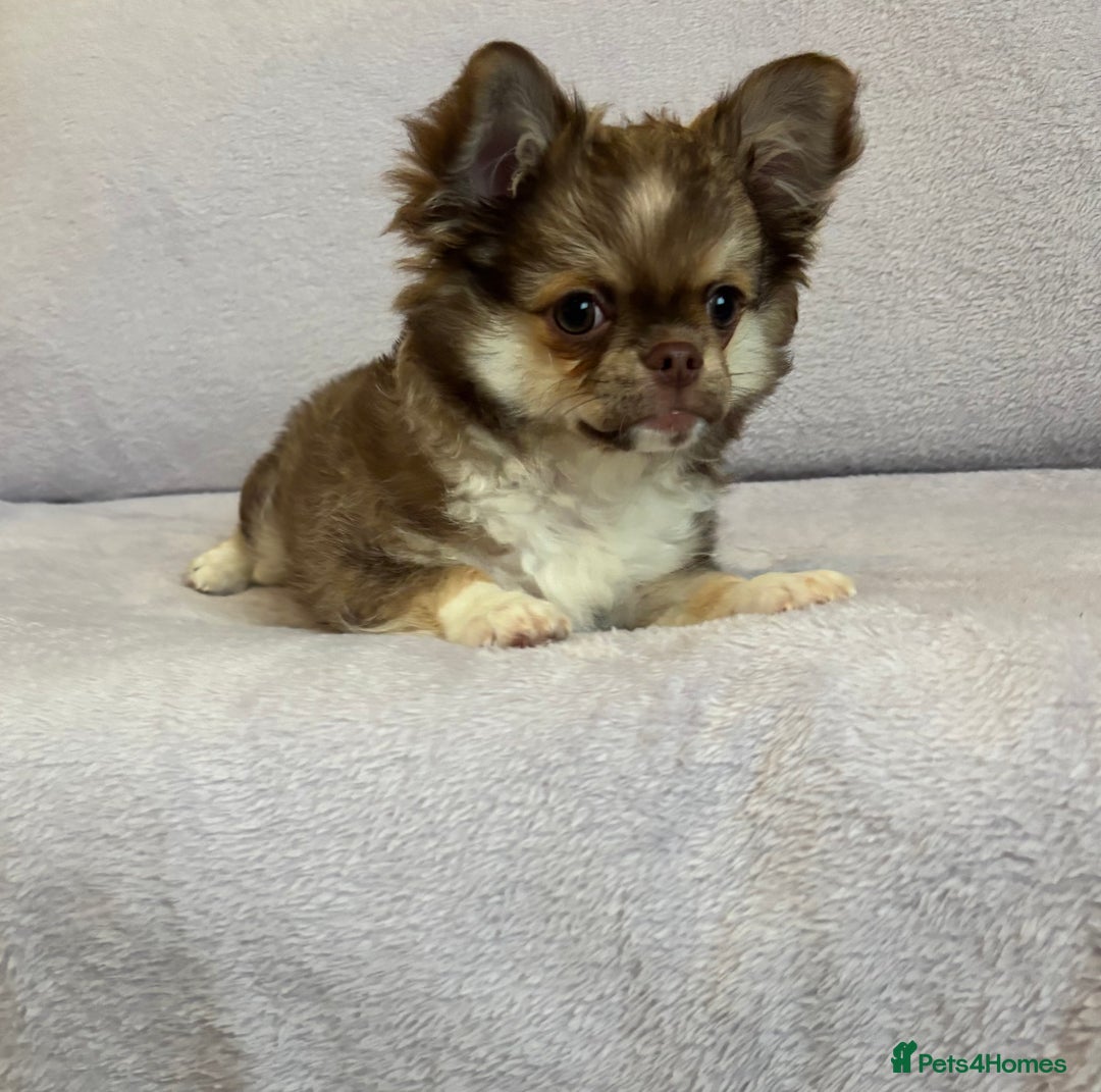 Chihuahua dogs for sale: Beautiful tiny puppies, Chihuahua - Advert 12