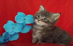 Maine Coon cats for sale: GCCF Registered Pure Maine Coon Kittens For Sale  - Image 7