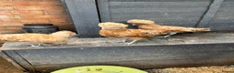 Chickens poultry for sale: Polish Pullets 16 weeks  - Advert 24