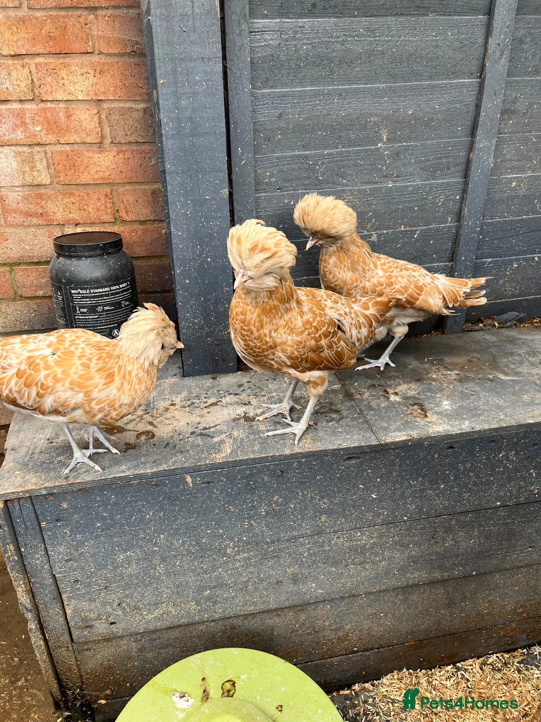 Chickens poultry for sale: Polish Pullets 16 weeks  - Advert 24