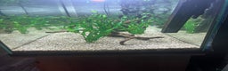Tetras fish for sale: 180 litre fish tank  - Advert 6
