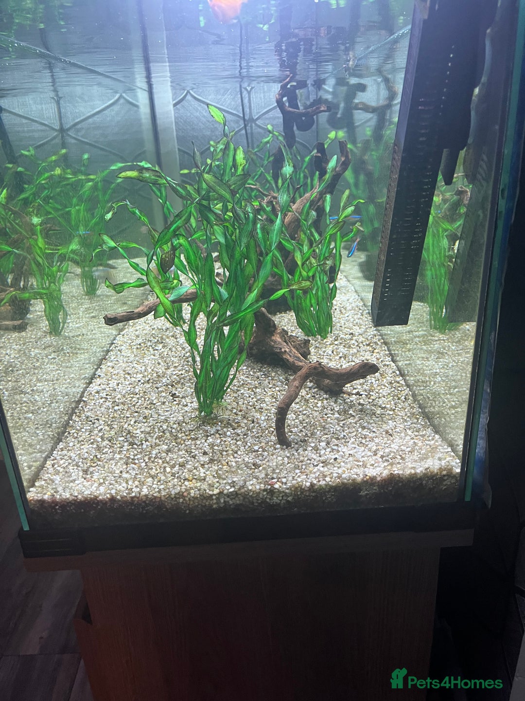 Tetras fish for sale: 180 litre fish tank  - Advert 6