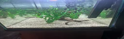 Tetras fish for sale: 180 litre fish tank  - Advert 6