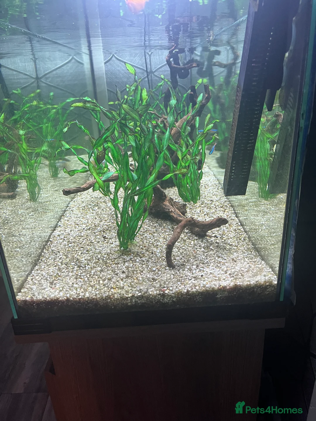 Tetras fish for sale: 180 litre fish tank  - Advert 6