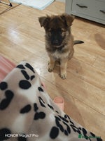 German Shepherd dogs - Advert 10