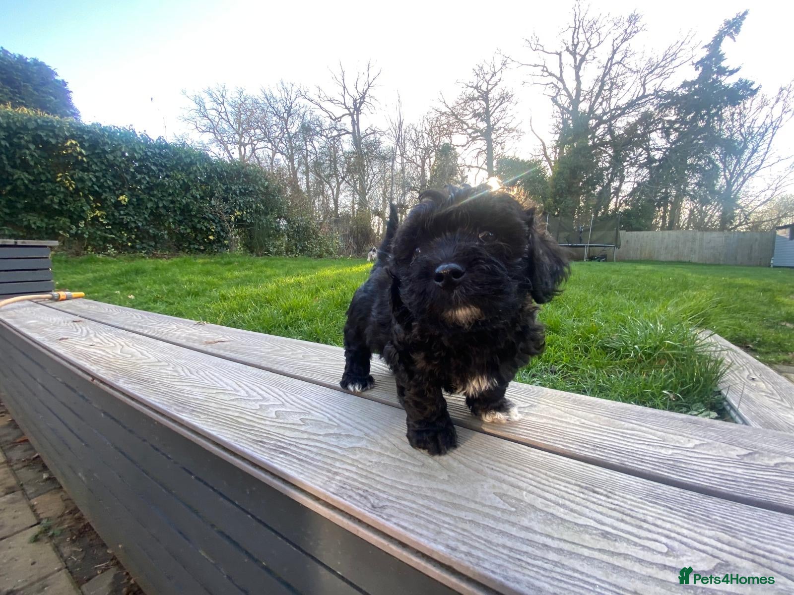 Poochon dogs Poochon- 1 boy left, ready 13th March - Advert 17