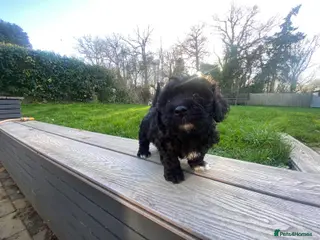 Poochon dogs Poochon- 1 boy left, ready 13th March - Advert 17