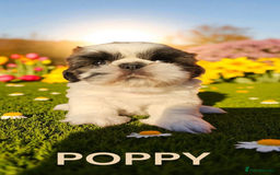 Shih Tzu dogs for sale: 💕🐶💕 STUNNING SHIH TZU 💕🐶💕 - Image 39