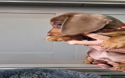 Miniature Dachshund dogs for sale: LAST TWO GORGEOUS MINIATURE DACHSHUNDS - Advert 21