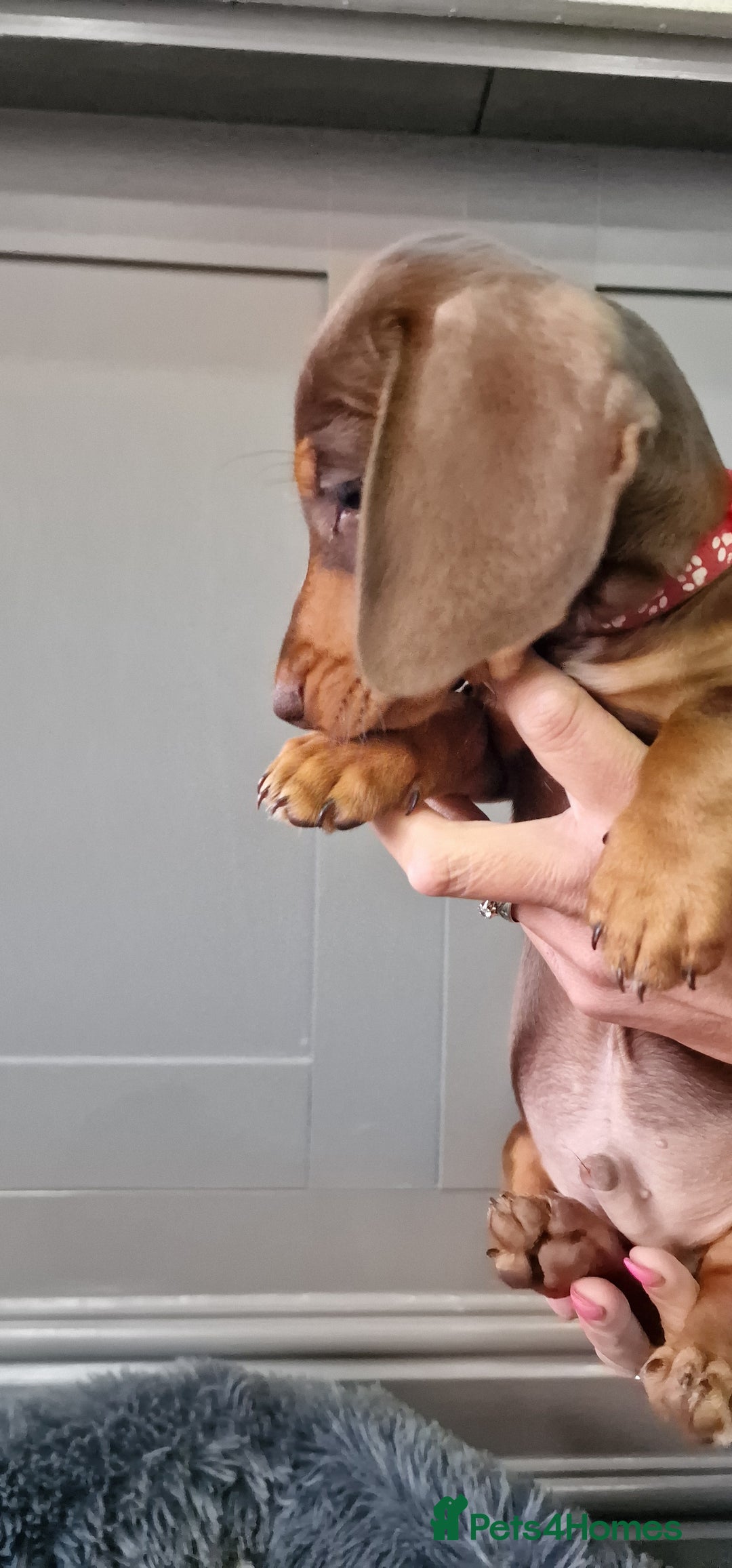 Miniature Dachshund dogs for sale: LAST TWO GORGEOUS MINIATURE DACHSHUNDS - Advert 21