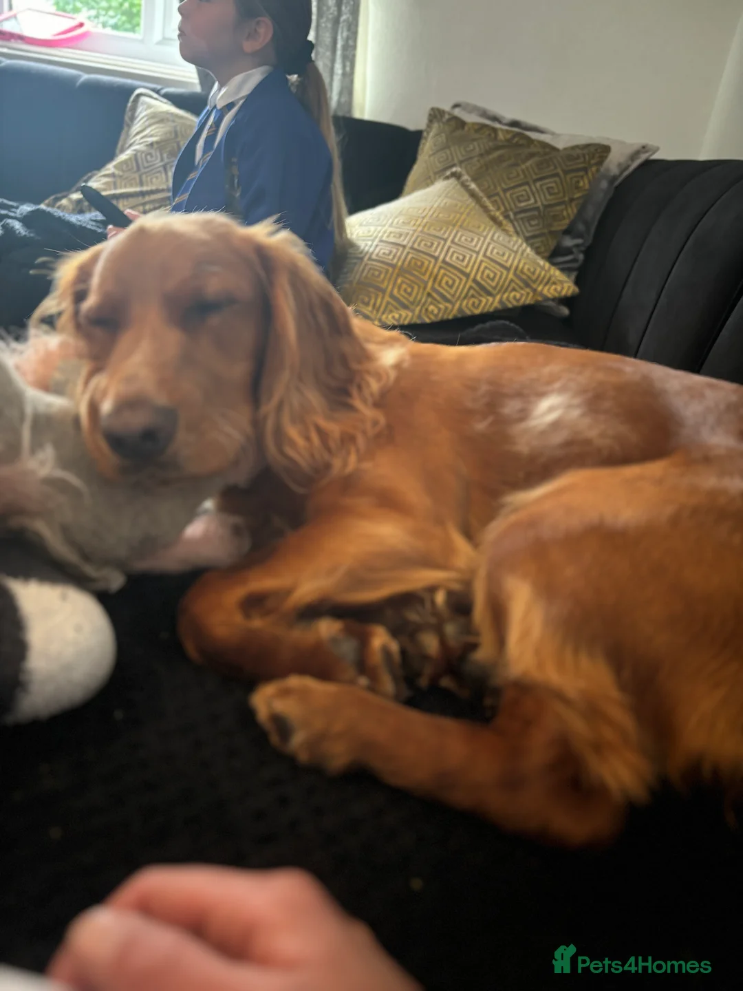 Cocker Spaniel dogs for sale: Juke  - Advert 6