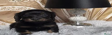 Miniature Dachshund 2