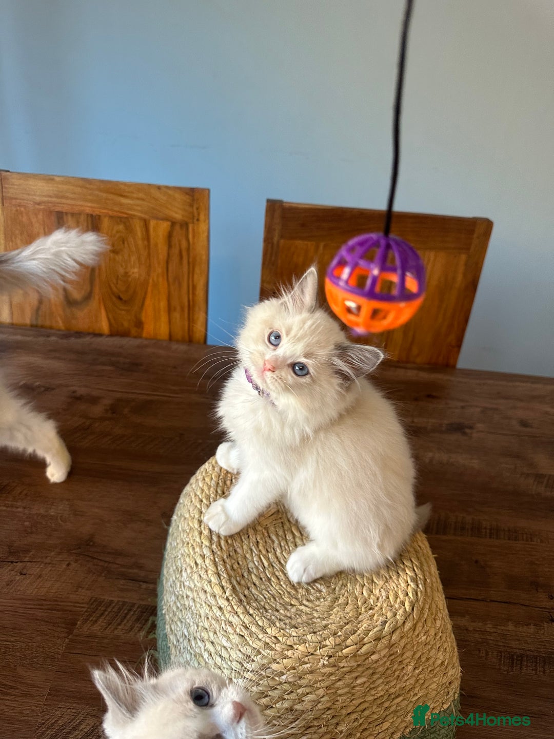 Ragdoll cats for sale: TICA Registered Ragdoll Kittens - Advert 15