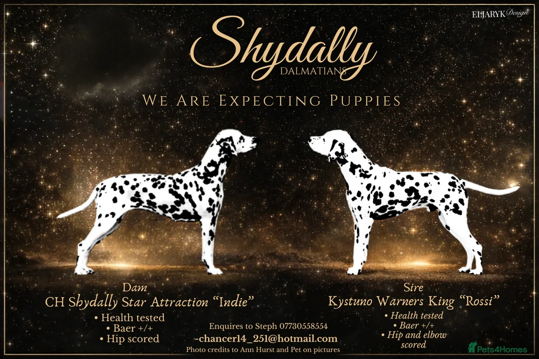 Dalmatian dogs for sale: Quality KC puppies in Beaminster - Advert 1