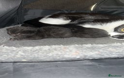 British Shorthair cats for sale: A mother with her three kittens  - Image 2