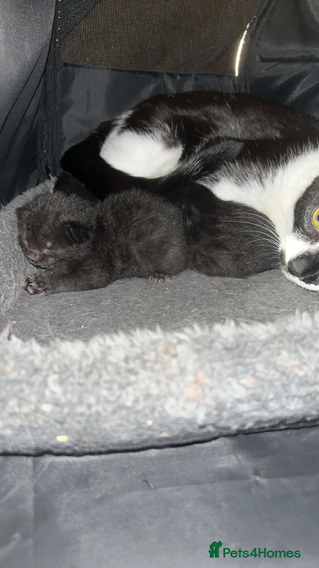 British Shorthair cats for sale: A mother with her three kittens  - Image 2