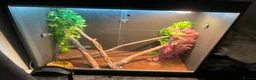 Chameleon reptiles for sale: Chameleon with full set up in Pontypridd - Advert 4