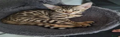 Brown spotted bengal girl