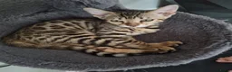 Bengal cats for sale: Pedigree Bengal kittens in West Drayton - Advert 7