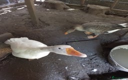 Geese poultry for sale: 2 x Geese - Image 6