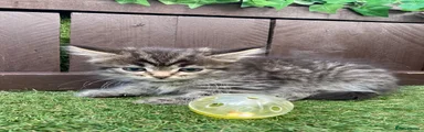 Maine Coon 4