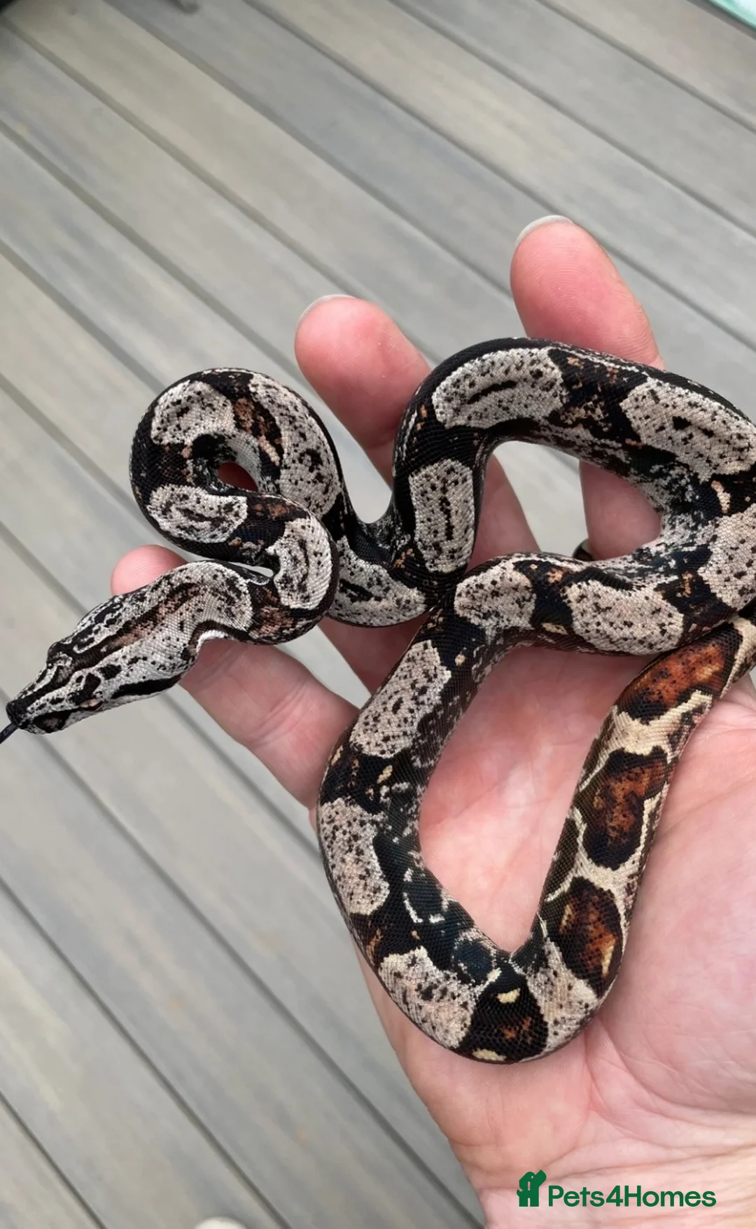 Snake reptiles for sale: Male Hypo IMG boa constrictor - Advert 2