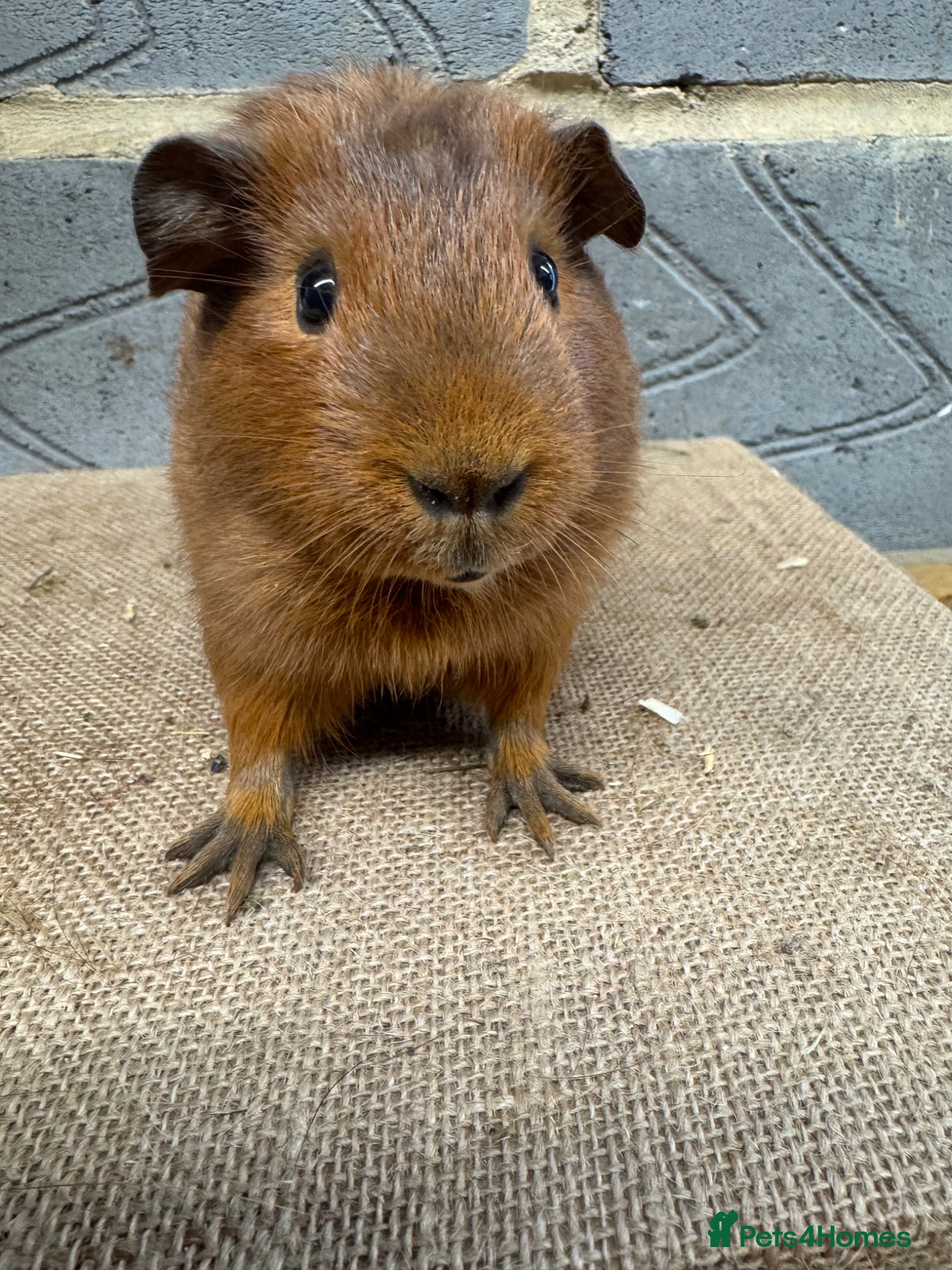 Guinea Pig rodents Baby male & female guinea pigs for sale - Advert 2