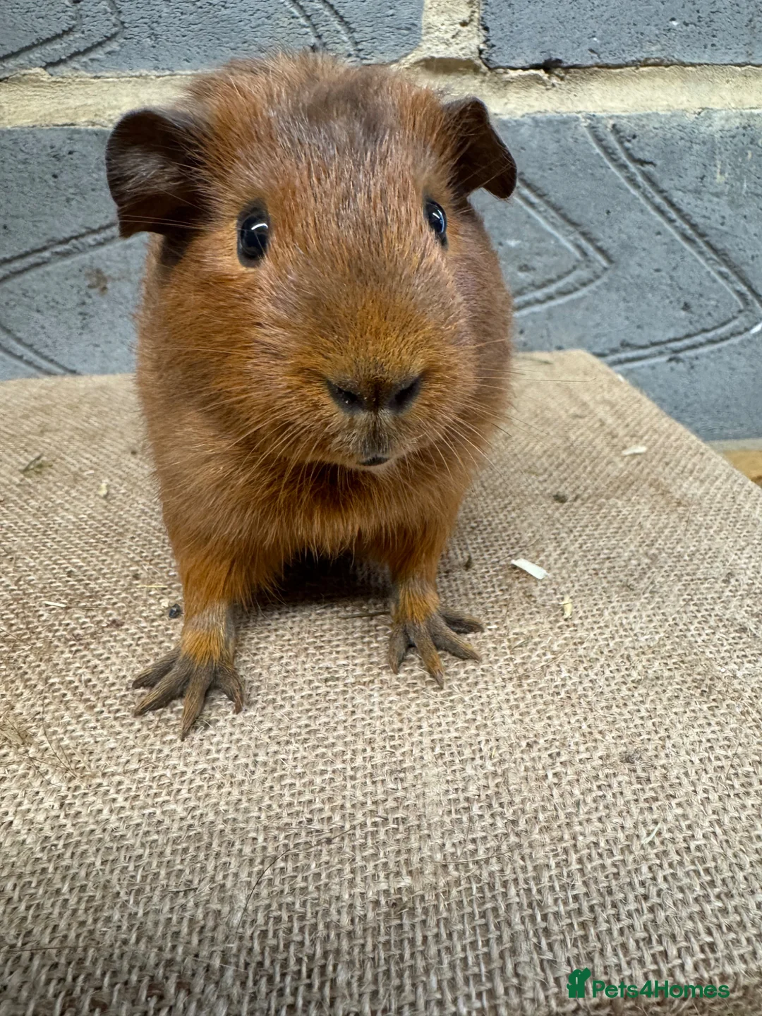 Guinea Pig rodents for sale: Baby male & female guinea pigs for sale - Advert 2