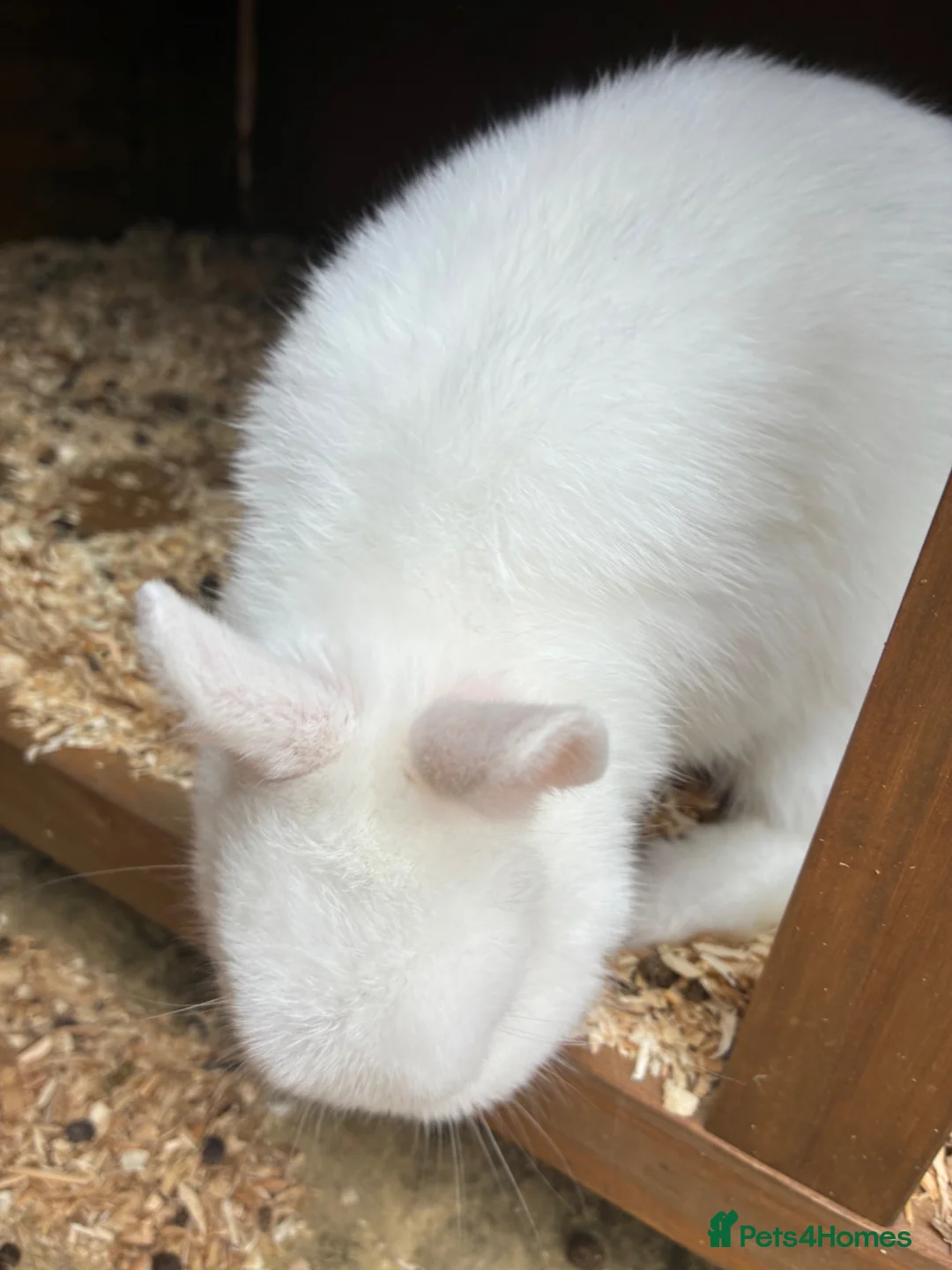 French Lop rabbits for sale: 4 beautiful rabbits for sale  - Advert 4