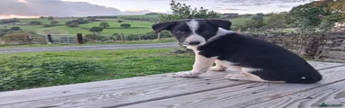 Border Collie 4