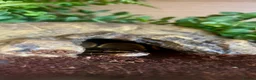 Python Snake reptiles for sale: 9 Month Ball Python - Advert 3