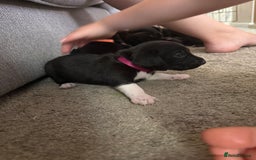 Mixed Breed dogs for sale: Doxla  - Image 19