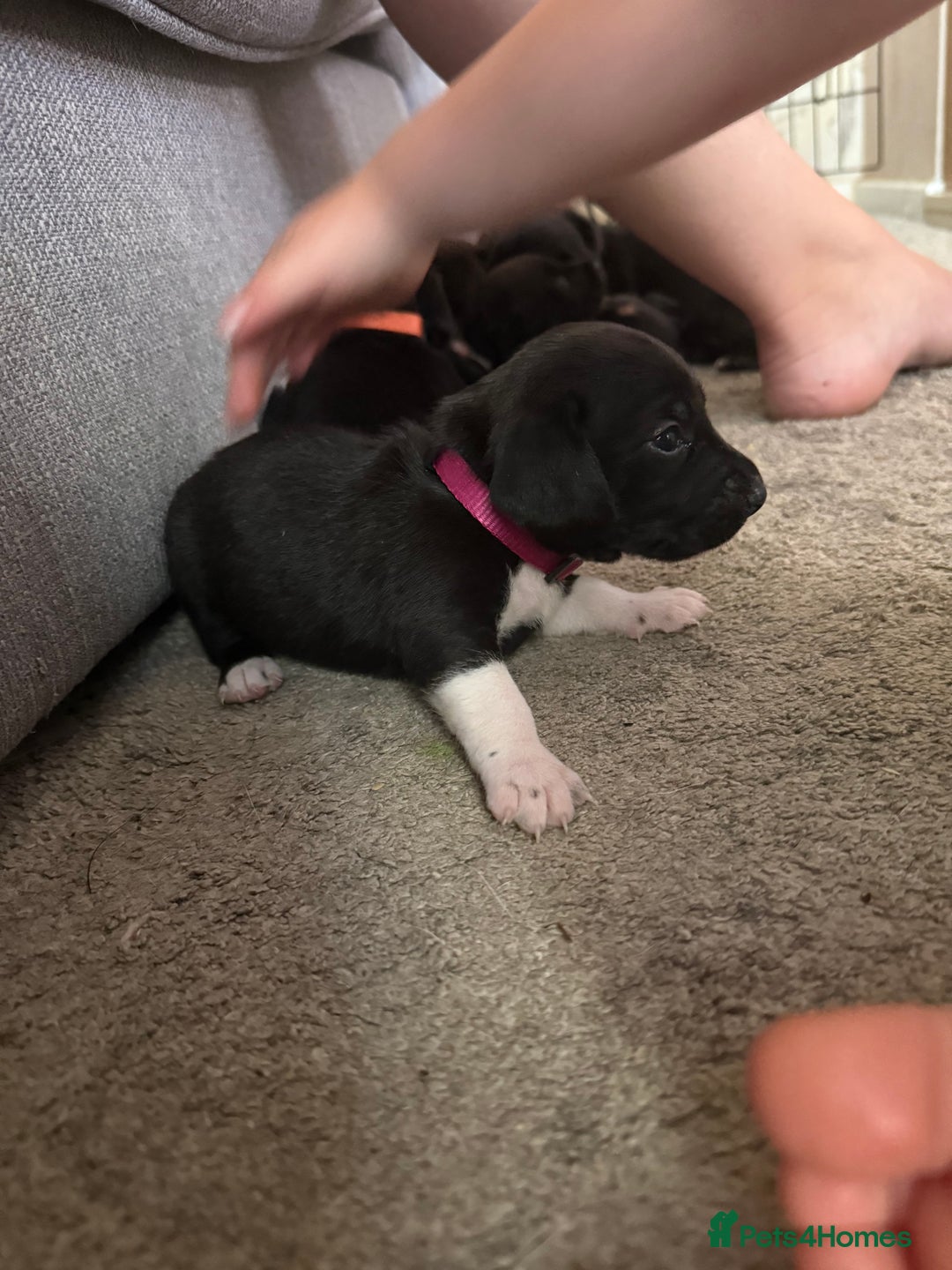 Mixed Breed dogs for sale: Doxla  - Image 19