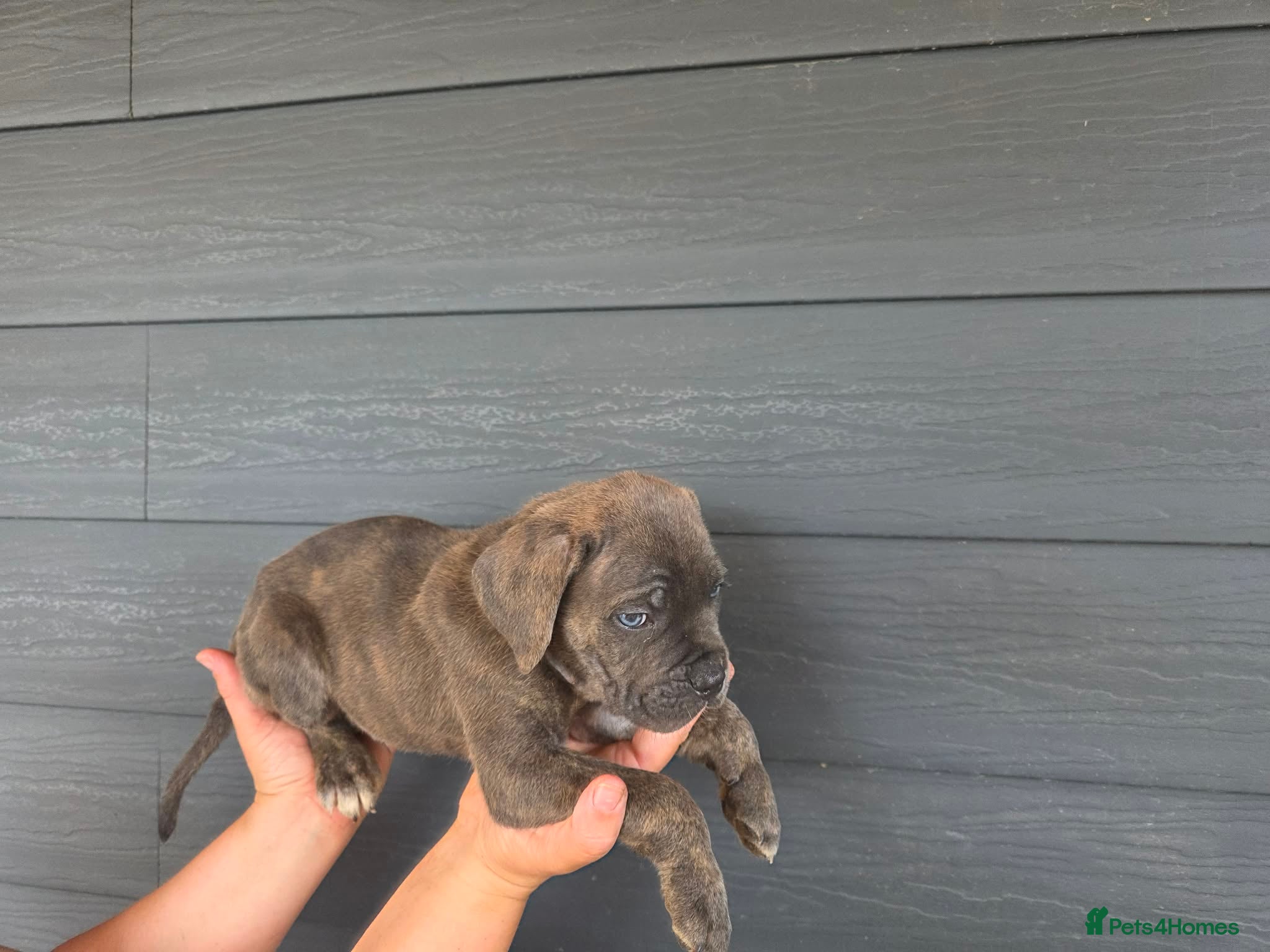 Cane Corso dogs Formentino, brindle, grey cane Corsos 👀🏡❤️ - Advert 1