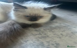 Ragdoll cats for sale: One girl left. Beautiful ragdoll kittens - Image 6