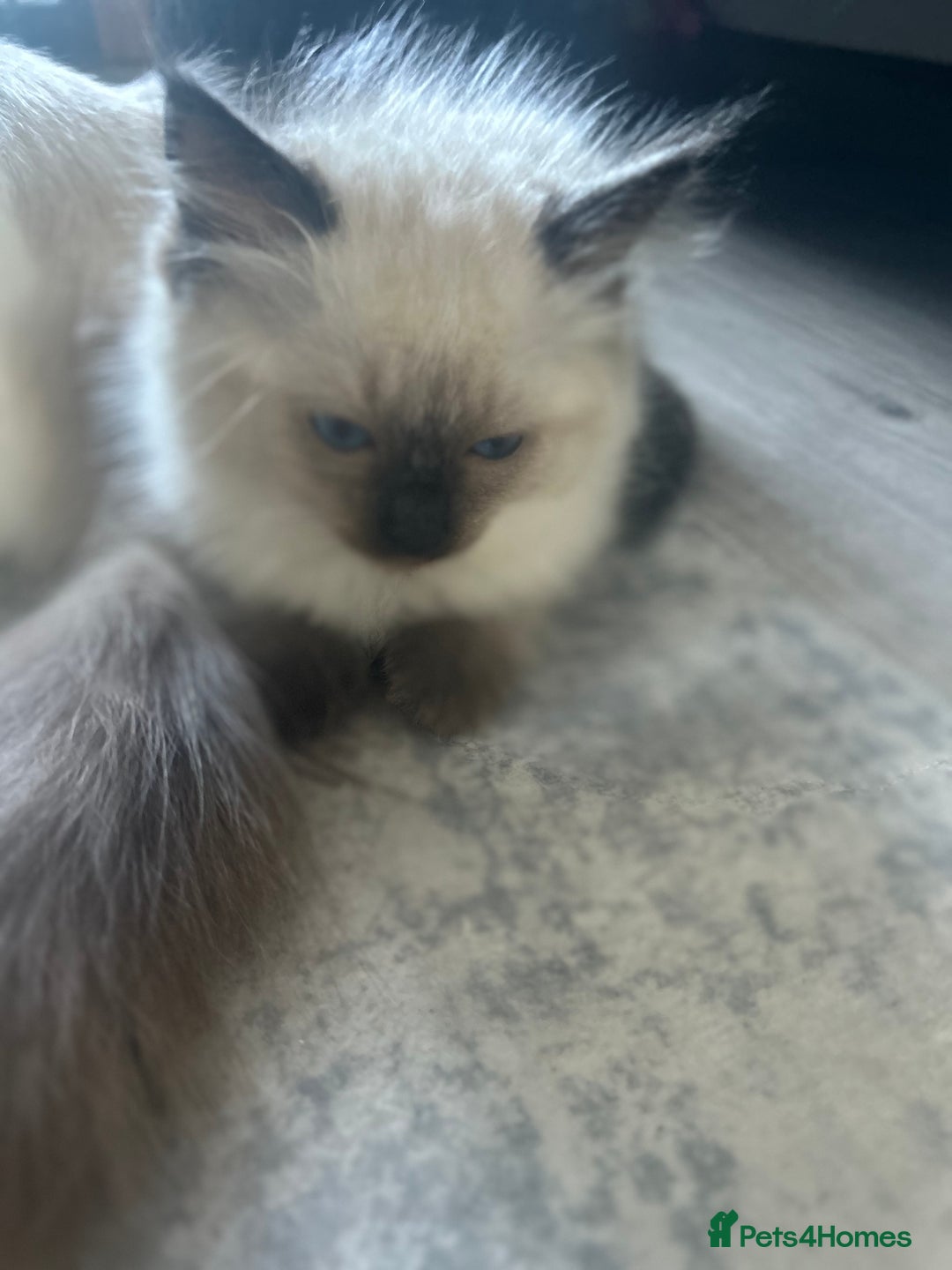 Ragdoll cats for sale: One girl left. Beautiful ragdoll kittens - Image 6