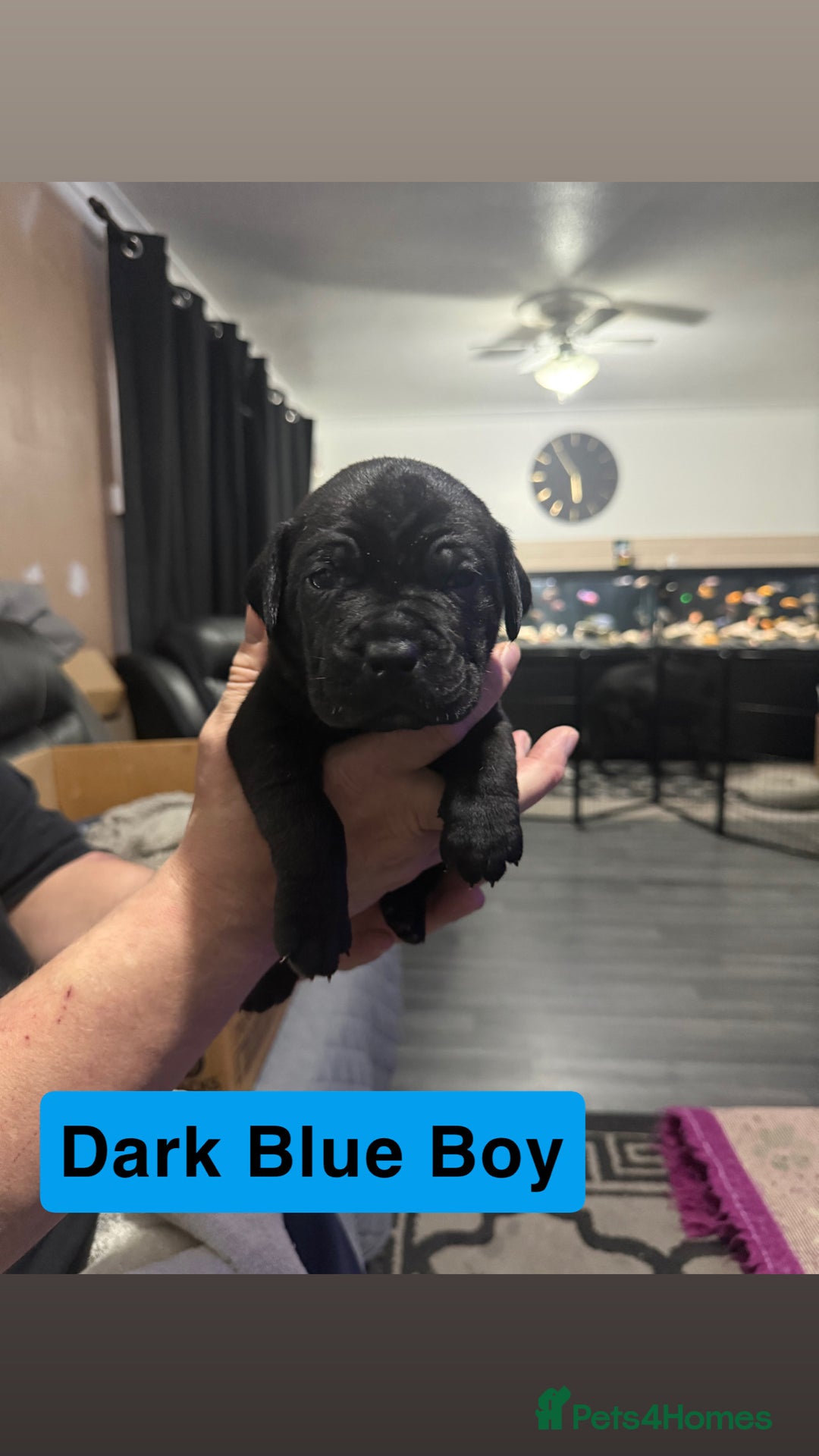 Cane Corso dogs for sale: 12 beautiful cane corso puppies 🐾 - Advert 5