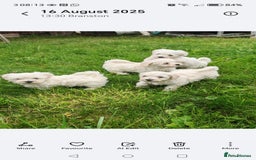 Bichon Frise dogs for sale: Bichon  - Image 1