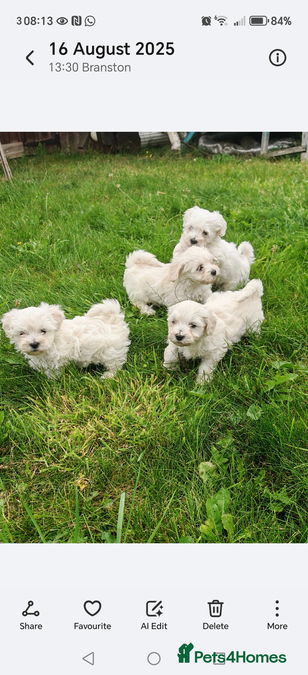 Bichon Frise dogs for sale: Bichon  - Image 1