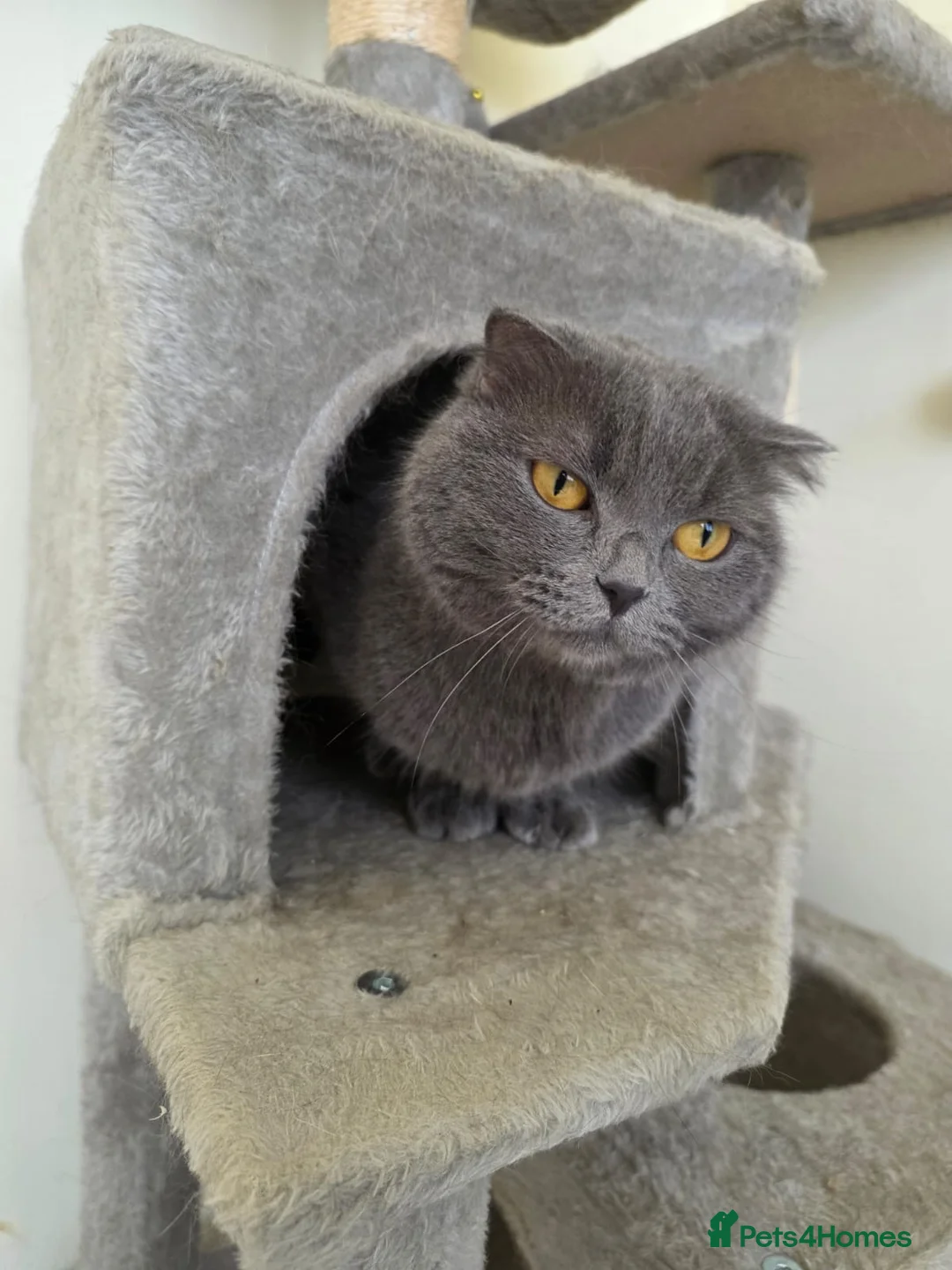 Domestic Shorthair cats for adoption: Lady Grey - Advert 1