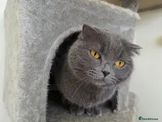 Domestic Shorthair cats Lady Grey - Advert 1