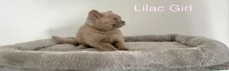 British Shorthair cats for sale: 5 British Shorthair Kittens in Wellingborough - Advert 19