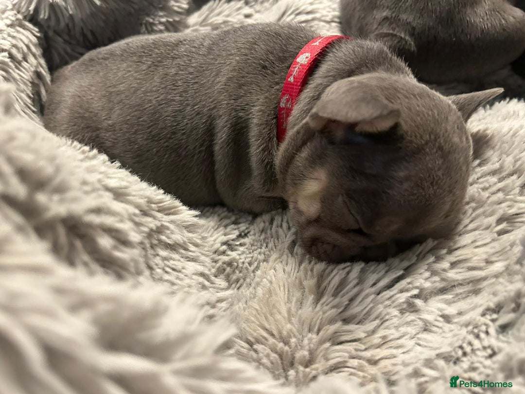 French Bulldog dogs for sale: Beautiful looking French bulldog puppies - Advert 23