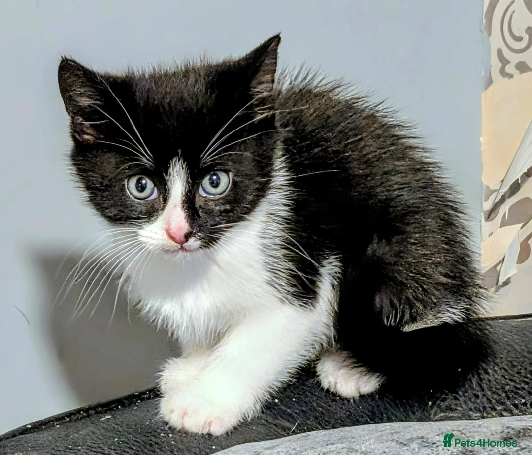 Mixed Breed cats for sale: 3 cute and playful kittens  - Advert 2