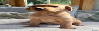 Labrador Retriever 5