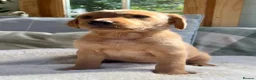 Labrador Retriever dogs for sale: KC reg Labrador , health tested parents  - Advert 18