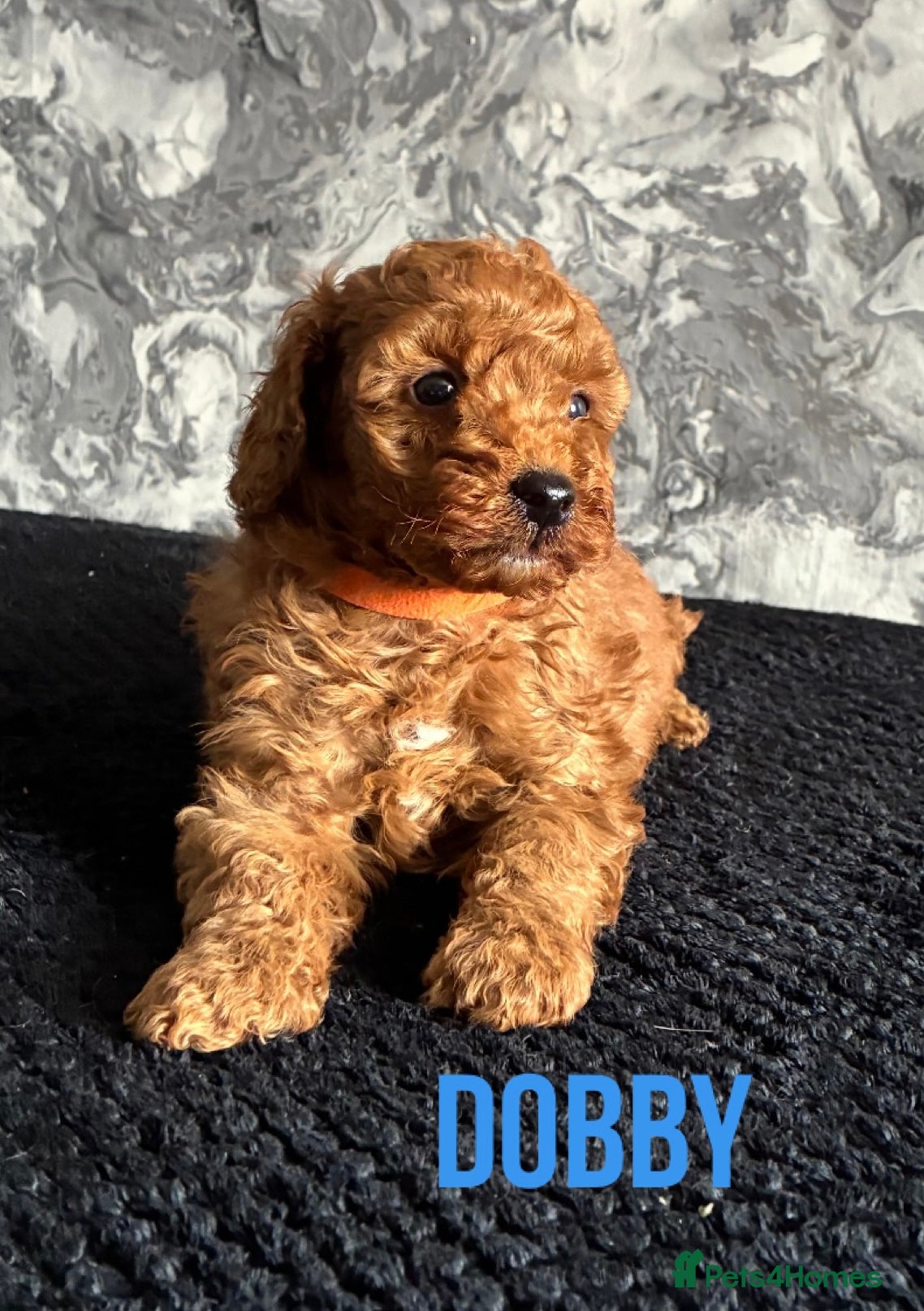 Miniature Poodle dogs Stunning 3rd Generation Red Minature Poodles  - Advert 5